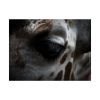 Giraffe Black Eye Poster