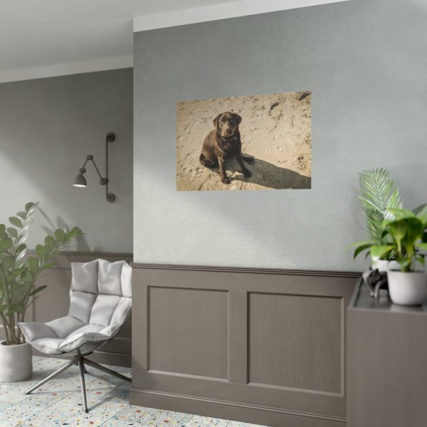 Labrador On the Sand Poster