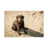 Labrador On the Sand Poster