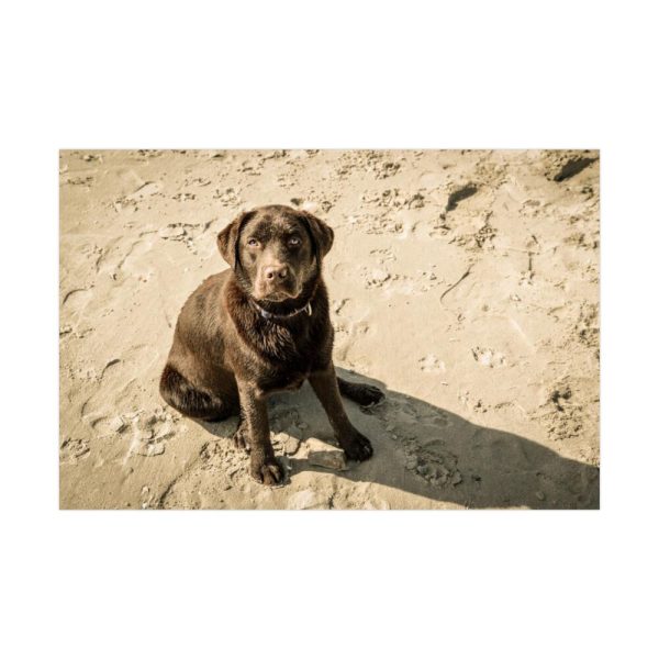 Labrador On the Sand Poster