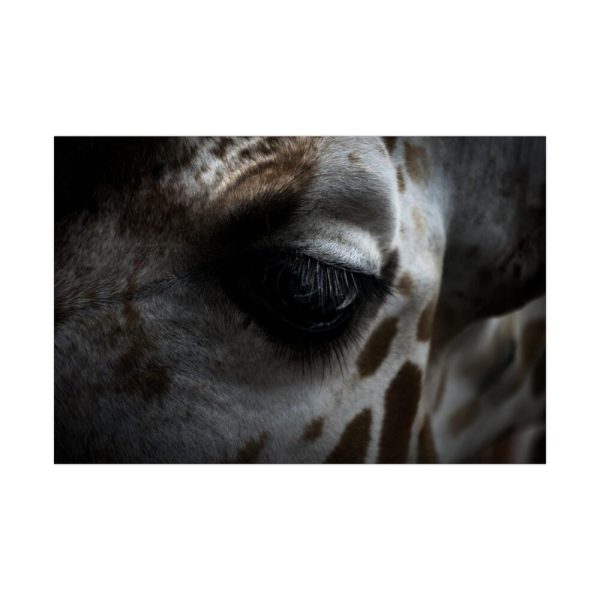Giraffe Black Eye Poster