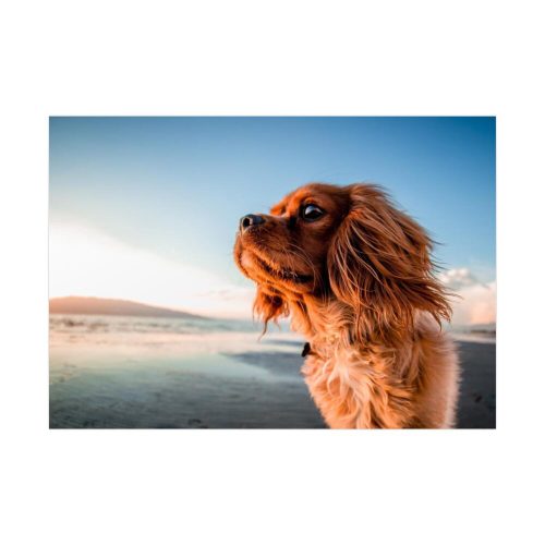 Brown Puppy on the Beach Poster