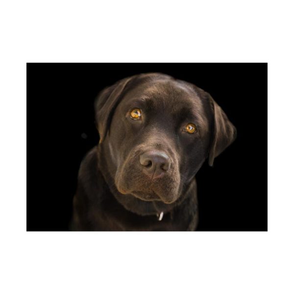 92408-213.jpg Labrador Retriever Poster