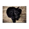 Black Labrador Dog Sitting on Wooden Floor Poster