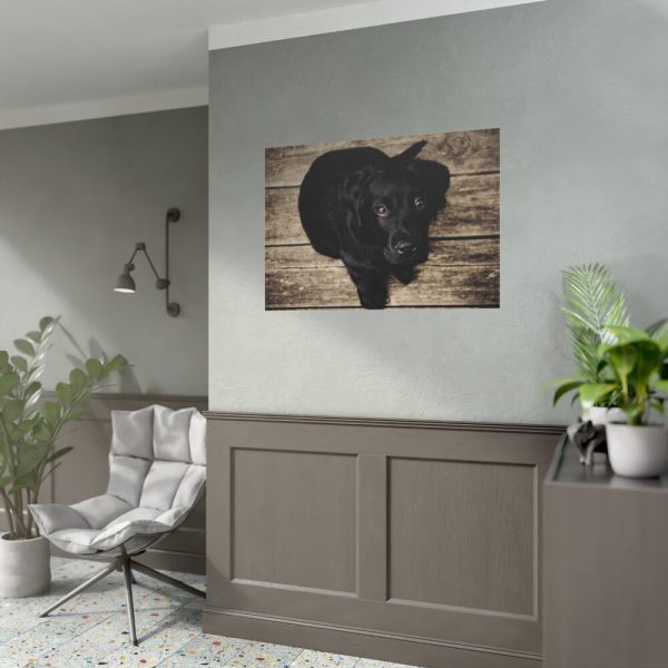 Black Labrador Dog Sitting on Wooden Floor Poster