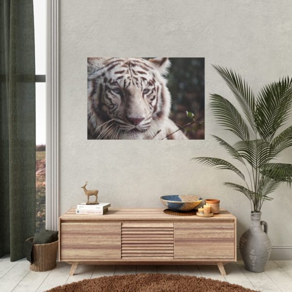 White Bengal Tiger Poster