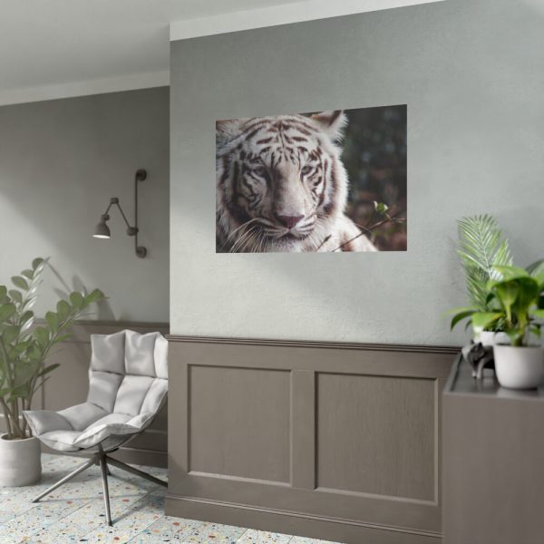 White Bengal Tiger Poster