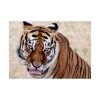 92408-276.jpg Tiger at the Wild Animal Sanctuary Poster