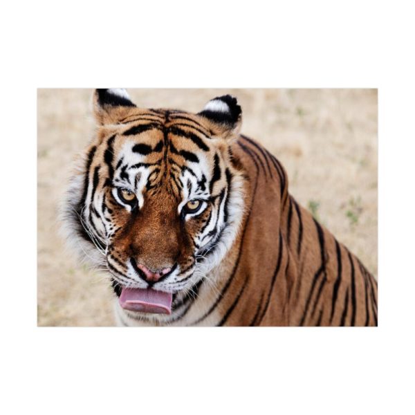 92408-276.jpg Tiger at the Wild Animal Sanctuary Poster
