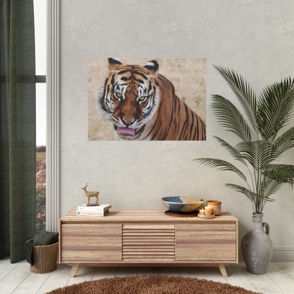 92408-277.jpg Tiger at the Wild Animal Sanctuary Poster