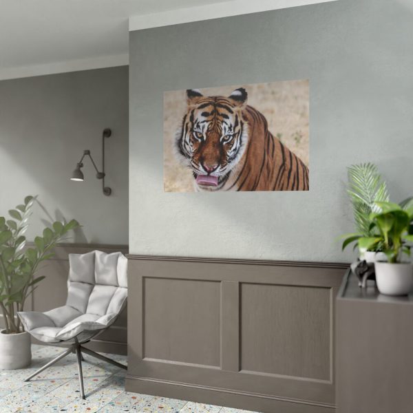 92408-278.jpg Tiger at the Wild Animal Sanctuary Poster