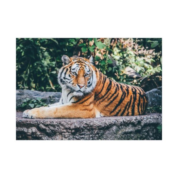 Tiger Sitting on Rock  Poster