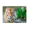 Tiger Walking  Poster