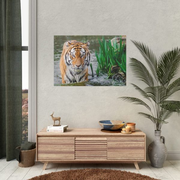 Tiger Walking  Poster