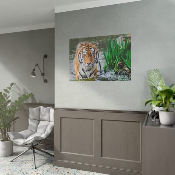 Tiger Walking  Poster