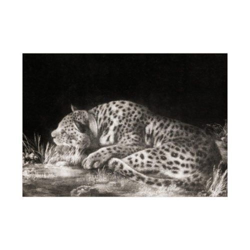 A Tyger Sleeping Cheetah by George Stubbs Poster