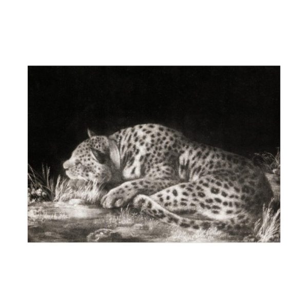 92408-306.jpg A Tyger Sleeping Cheetah by George Stubbs Poster