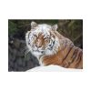 Free Siberian Tiger Poster