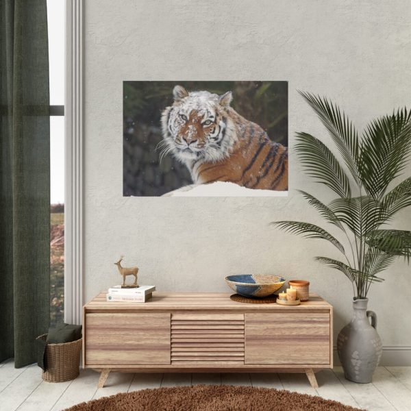 Free Siberian Tiger Poster