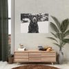 92408-319.jpg Puka the Chocolate Lab by Carol M. Highsmith Poster
