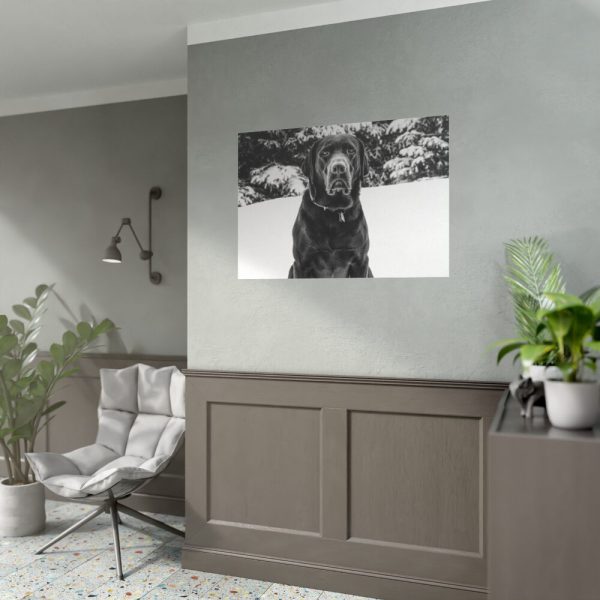 92408-320.jpg Puka the Chocolate Lab by Carol M. Highsmith Poster