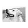92408-321.jpg Labrador Retriever Dog in Black and White Poster