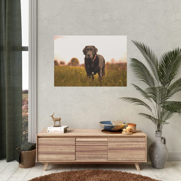 92408-325.jpg Black Labrador Retriever in Grass Field Poster