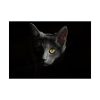 92408-330.jpg Black Bombay Cat in the Dark Poster