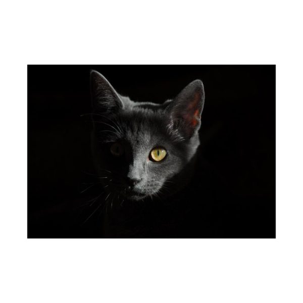92408-330.jpg Black Bombay Cat in the Dark Poster