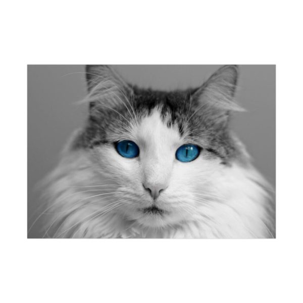 92408-339.jpg Cute Maine Coon Cat Poster