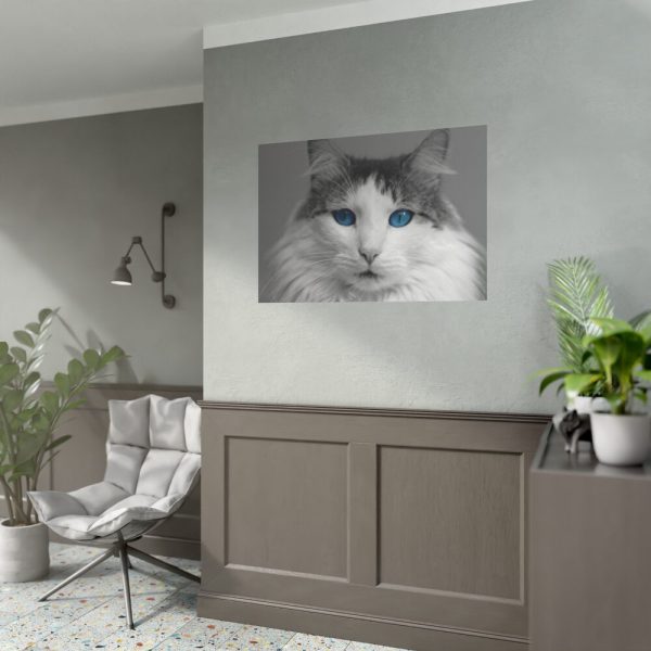 92408-341.jpg Cute Maine Coon Cat Poster