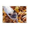 92408-351.jpg Autumn Cat Poster