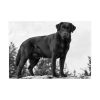 Black Labrador Dog Poster
