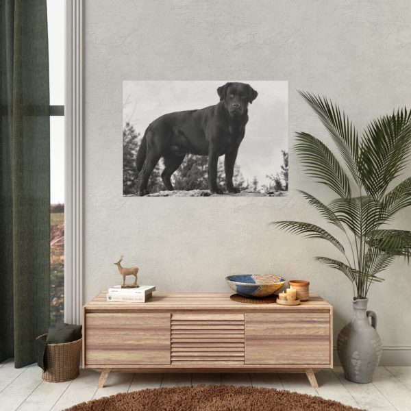 Black Labrador Dog Poster