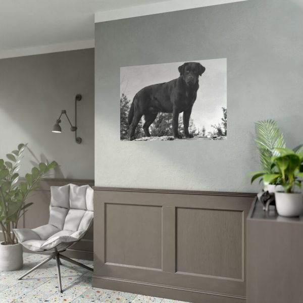 Black Labrador Dog Poster