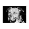 Dog Boxer Labrador Mixed Poster
