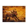 92408-366.jpg Black Labrador Runing in Field Poster