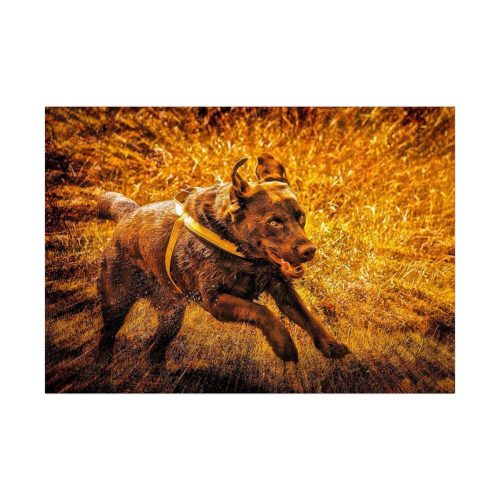 Black Labrador Runing in Field Poster