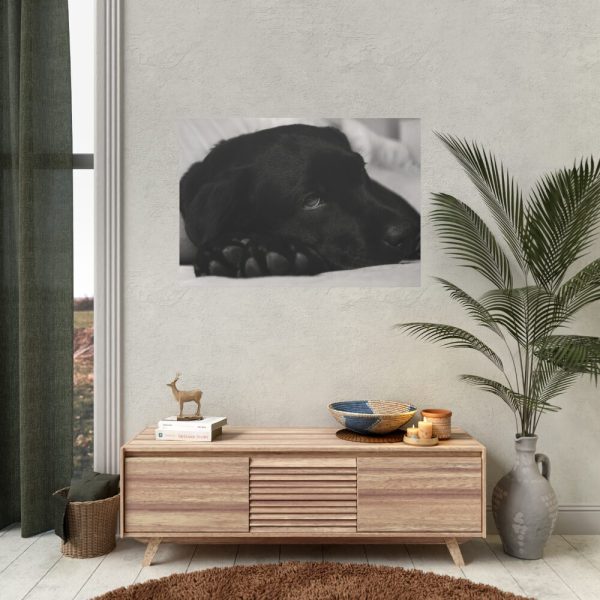 Sleepy Black Labrador Poster