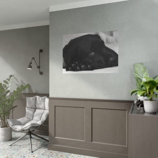 Sleepy Black Labrador Poster