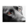 92408-372.jpg Beautiful Labradors Eyes Poster