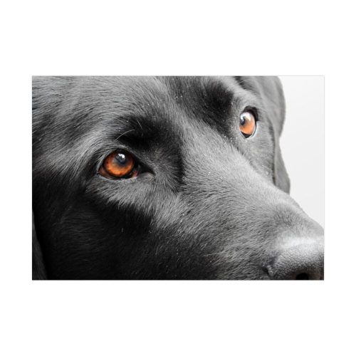 92408-372.jpg Beautiful Labradors Eyes Poster