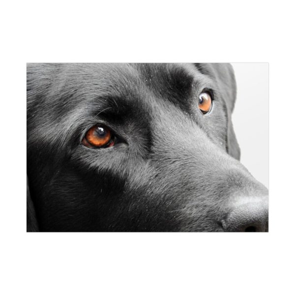 92408-372.jpg Beautiful Labradors Eyes Poster