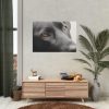 92408-373.jpg Beautiful Labradors Eyes Poster