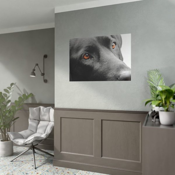 92408-374.jpg Beautiful Labradors Eyes Poster