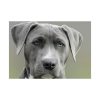 92408-375.jpg Grey Labrador with Blue Eyes Poster
