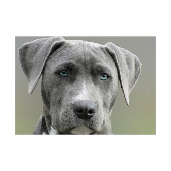 92408-375.jpg Grey Labrador with Blue Eyes Poster