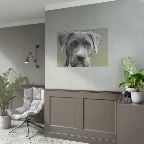 92408-377.jpg Grey Labrador with Blue Eyes Poster