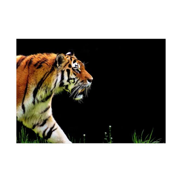 A Tiger in the Darkness Poster