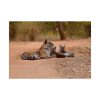 92408-390.jpg Tiger and Cubs on Dusty Road Poster